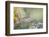 Kendall County, Texas. Chipping Sparrow Searching for Food-Larry Ditto-Framed Photographic Print