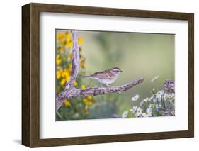 Kendall County, Texas. Chipping Sparrow Searching for Food-Larry Ditto-Framed Photographic Print
