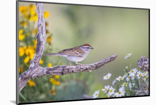 Kendall County, Texas. Chipping Sparrow Searching for Food-Larry Ditto-Mounted Photographic Print