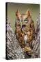 Kendall County, Texas. Eastern Screech Owl Red Morph. Captive Animal-Larry Ditto-Stretched Canvas