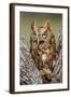 Kendall County, Texas. Eastern Screech Owl Red Morph. Captive Animal-Larry Ditto-Framed Photographic Print