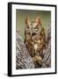 Kendall County, Texas. Eastern Screech Owl Red Morph. Captive Animal-Larry Ditto-Framed Photographic Print