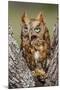 Kendall County, Texas. Eastern Screech Owl Red Morph. Captive Animal-Larry Ditto-Mounted Photographic Print