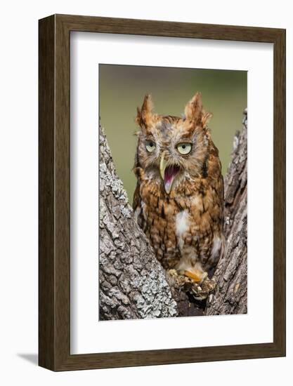 Kendall County, Texas. Eastern Screech Owl Red Morph. Captive Animal-Larry Ditto-Framed Photographic Print