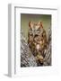 Kendall County, Texas. Eastern Screech Owl Red Morph. Captive Animal-Larry Ditto-Framed Photographic Print