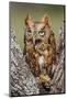 Kendall County, Texas. Eastern Screech Owl Red Morph. Captive Animal-Larry Ditto-Mounted Photographic Print