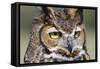 Kendall County, Texas. Great Horned Owl Head Shot. Captive Animal-Larry Ditto-Framed Stretched Canvas