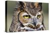 Kendall County, Texas. Great Horned Owl Head Shot. Captive Animal-Larry Ditto-Stretched Canvas