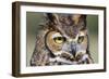 Kendall County, Texas. Great Horned Owl Head Shot. Captive Animal-Larry Ditto-Framed Photographic Print