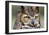 Kendall County, Texas. Great Horned Owl Head Shot. Captive Animal-Larry Ditto-Framed Photographic Print