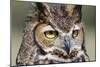 Kendall County, Texas. Great Horned Owl Head Shot. Captive Animal-Larry Ditto-Mounted Photographic Print