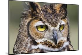 Kendall County, Texas. Great Horned Owl Head Shot. Captive Animal-Larry Ditto-Mounted Photographic Print