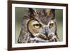 Kendall County, Texas. Great Horned Owl Head Shot. Captive Animal-Larry Ditto-Framed Photographic Print