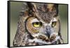 Kendall County, Texas. Great Horned Owl Head Shot. Captive Animal-Larry Ditto-Framed Stretched Canvas
