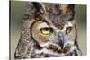 Kendall County, Texas. Great Horned Owl Head Shot. Captive Animal-Larry Ditto-Stretched Canvas