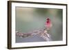 Kendall County, Texas. Great Horned Owl Head Shot. Captive Animal-Larry Ditto-Framed Photographic Print