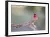 Kendall County, Texas. Great Horned Owl Head Shot. Captive Animal-Larry Ditto-Framed Photographic Print