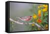 Kendall County, Texas. Great Horned Owl Head Shot. Captive Animal-Larry Ditto-Framed Stretched Canvas