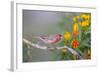 Kendall County, Texas. Great Horned Owl Head Shot. Captive Animal-Larry Ditto-Framed Photographic Print