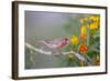 Kendall County, Texas. Great Horned Owl Head Shot. Captive Animal-Larry Ditto-Framed Photographic Print