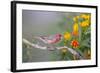 Kendall County, Texas. Great Horned Owl Head Shot. Captive Animal-Larry Ditto-Framed Photographic Print