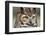 Kendall County, Texas. Great Horned Owl Head Shot. Captive Animal-Larry Ditto-Framed Photographic Print