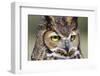 Kendall County, Texas. Great Horned Owl Head Shot. Captive Animal-Larry Ditto-Framed Photographic Print