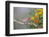 Kendall County, Texas. Great Horned Owl Head Shot. Captive Animal-Larry Ditto-Framed Photographic Print