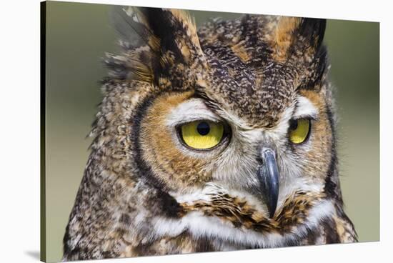 Kendall County, Texas. Great Horned Owl Head Shot. Captive Animal-Larry Ditto-Stretched Canvas