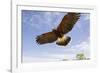 Kendall County, Texas. Harriss Hawk Landing, Captive Bird-Larry Ditto-Framed Photographic Print