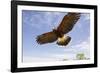 Kendall County, Texas. Harriss Hawk Landing, Captive Bird-Larry Ditto-Framed Photographic Print