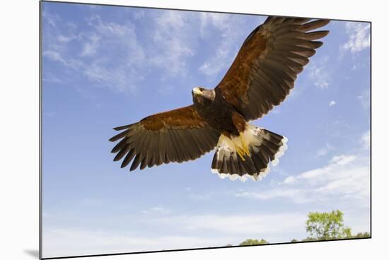 Kendall County, Texas. Harriss Hawk Landing, Captive Bird-Larry Ditto-Mounted Photographic Print