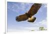 Kendall County, Texas. Harriss Hawk Landing, Captive Bird-Larry Ditto-Framed Photographic Print