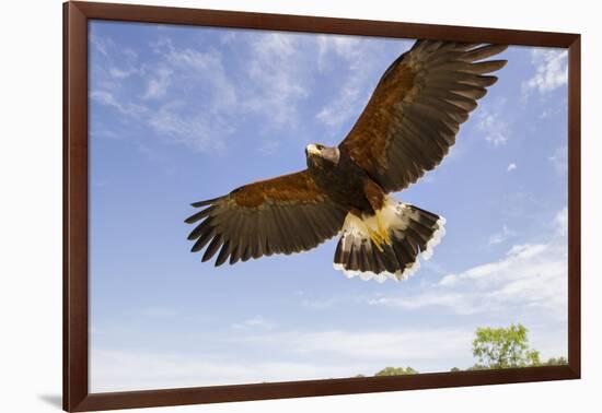 Kendall County, Texas. Harriss Hawk Landing, Captive Bird-Larry Ditto-Framed Photographic Print