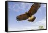 Kendall County, Texas. Harriss Hawk Landing, Captive Bird-Larry Ditto-Framed Stretched Canvas