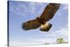 Kendall County, Texas. Harriss Hawk Landing, Captive Bird-Larry Ditto-Stretched Canvas