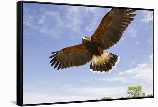 Kendall County, Texas. Harriss Hawk Landing, Captive Bird-Larry Ditto-Framed Stretched Canvas