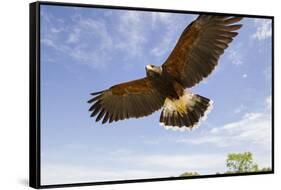 Kendall County, Texas. Harriss Hawk Landing, Captive Bird-Larry Ditto-Framed Stretched Canvas