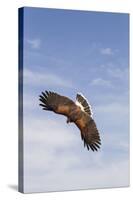 Kendall County, Texas. Harriss Hawk Landing, Captive Bird-Larry Ditto-Stretched Canvas