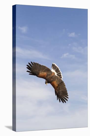 Kendall County, Texas. Harriss Hawk Landing, Captive Bird-Larry Ditto-Stretched Canvas