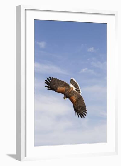 Kendall County, Texas. Harriss Hawk Landing, Captive Bird-Larry Ditto-Framed Photographic Print