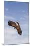 Kendall County, Texas. Harriss Hawk Landing, Captive Bird-Larry Ditto-Mounted Photographic Print