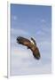 Kendall County, Texas. Harriss Hawk Landing, Captive Bird-Larry Ditto-Framed Photographic Print