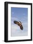 Kendall County, Texas. Harriss Hawk Landing, Captive Bird-Larry Ditto-Framed Photographic Print