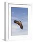 Kendall County, Texas. Harriss Hawk Landing, Captive Bird-Larry Ditto-Framed Photographic Print