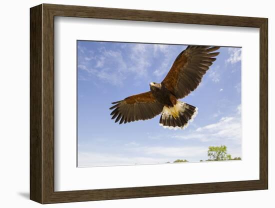 Kendall County, Texas. Harriss Hawk Landing, Captive Bird-Larry Ditto-Framed Photographic Print