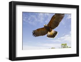 Kendall County, Texas. Harriss Hawk Landing, Captive Bird-Larry Ditto-Framed Photographic Print