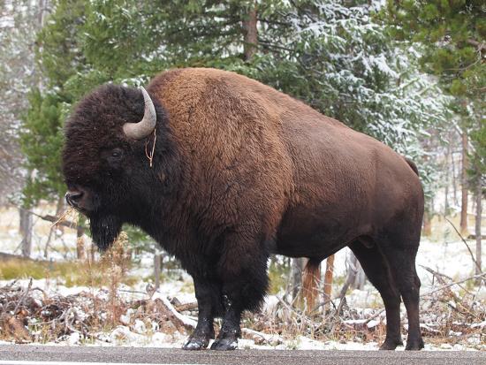 Photographic Print, , large