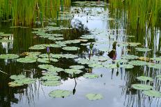 Lotus Pond-Kenishirotie-Mounted Photographic Print