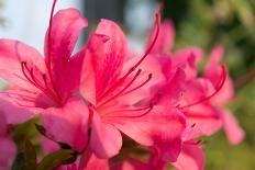 Blue Sky and Azalea-kenjii2011-Photographic Print